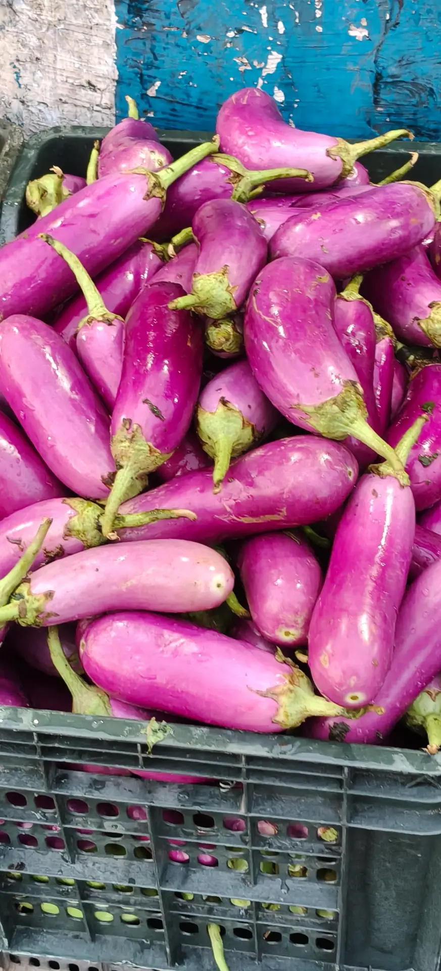 বেগুন