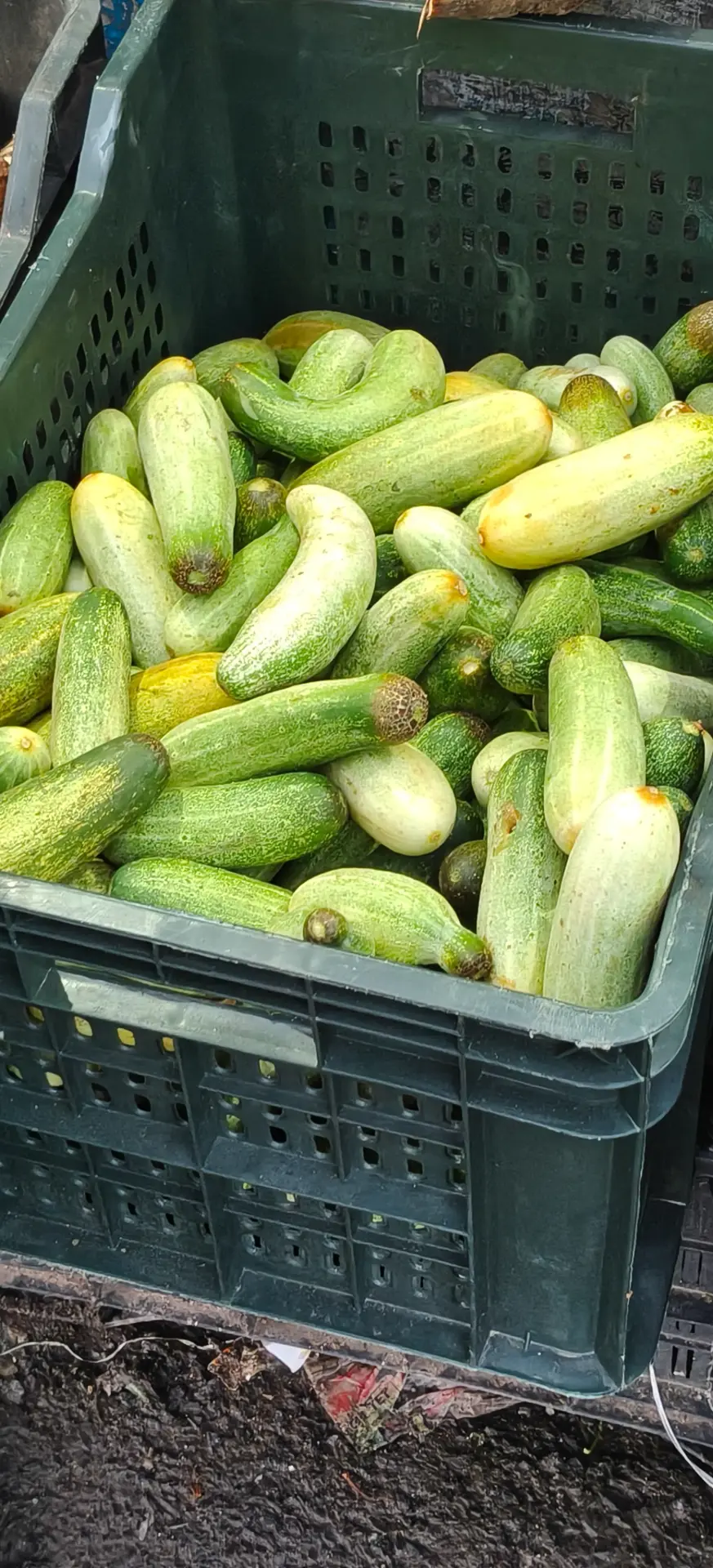 শসা